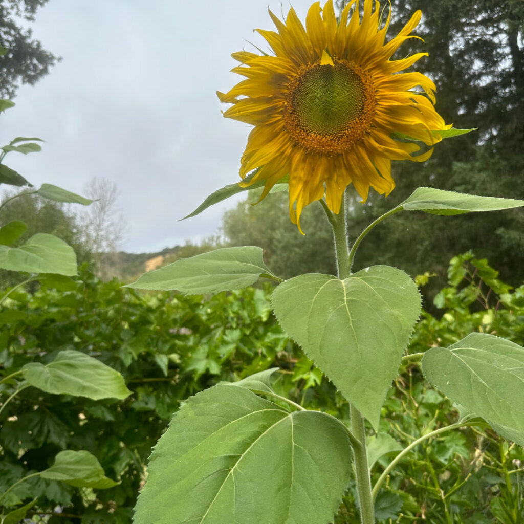 September by Michellar music cover artwork