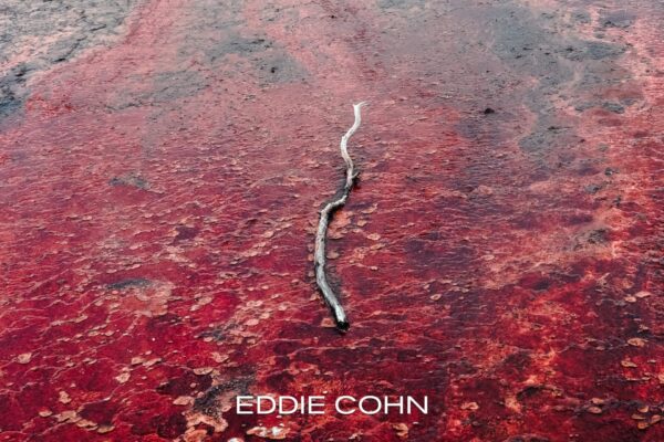 Weight of the World by Eddie Cohn song cover art